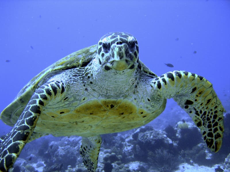 Curious hawksbill sea turtle (endangered)