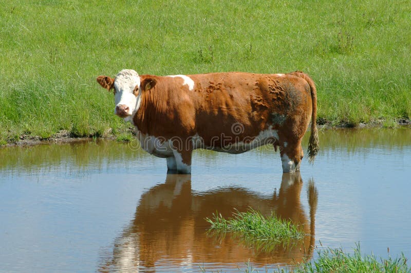Curious Highland Cow