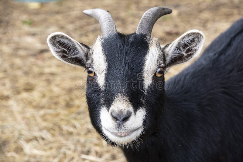 Curious Horned billy goat looking into the camera royalty free stock images Curious Horned billy goat looking into the camera royalty free stock images