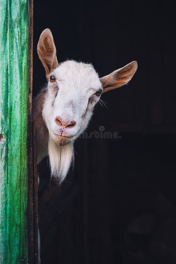 Curious hornless goat royalty free stock photo Curious hornless goat royalty free stock photo