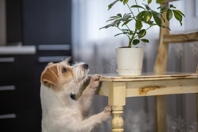 Curious Jack Russell Terrier reaches for a potted plant on a chair. Mess in the house in the kitchen