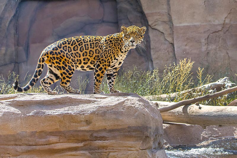 Curious Jaguar stock image. Image of exotic, wild, fauna 205911393