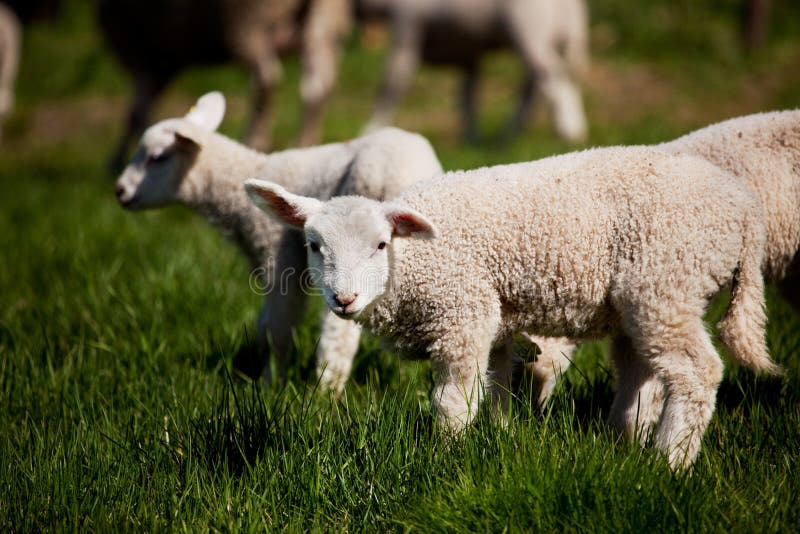 Sweet lambs stock photo. Image of spring, grass, sheep 713580