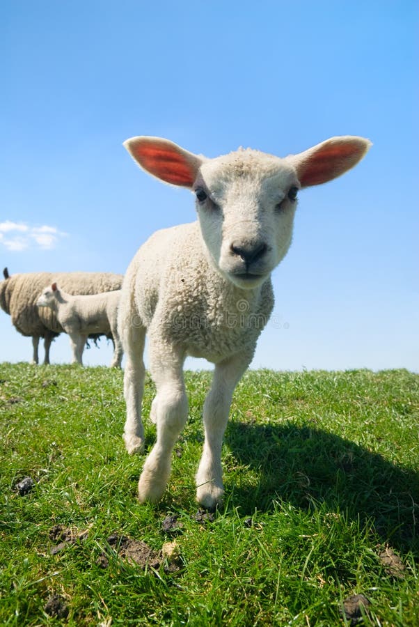 Curious lamb in spring