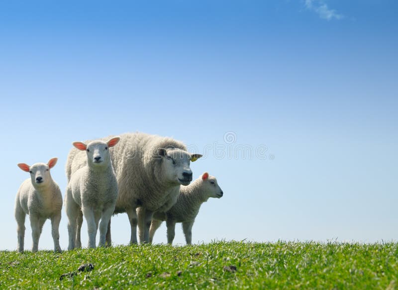 Curious lambs in spring