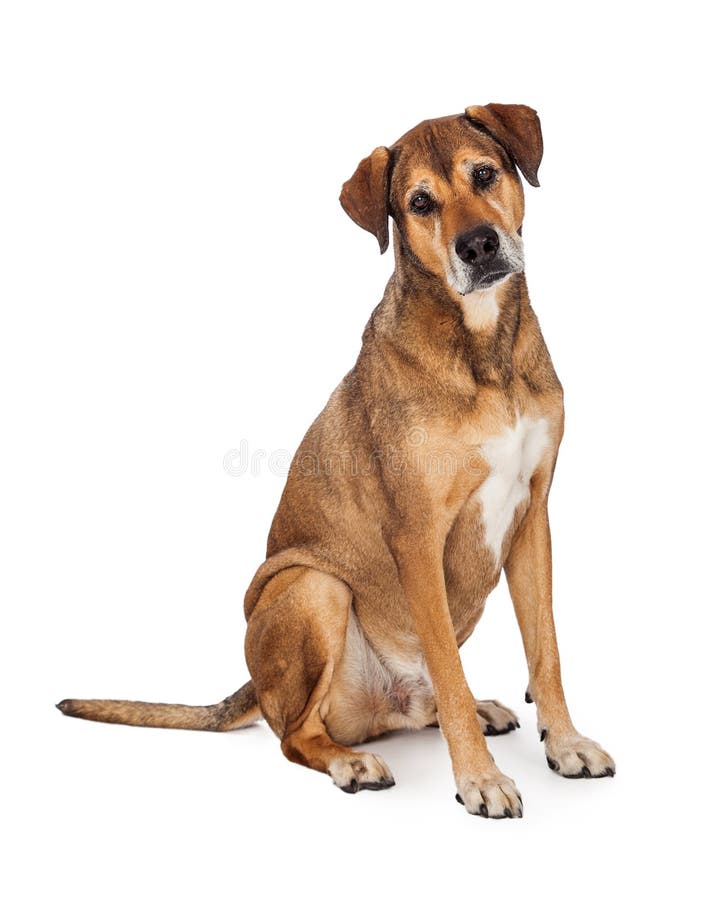 Large mixed race family stock photo. Image of black, foster 4134648