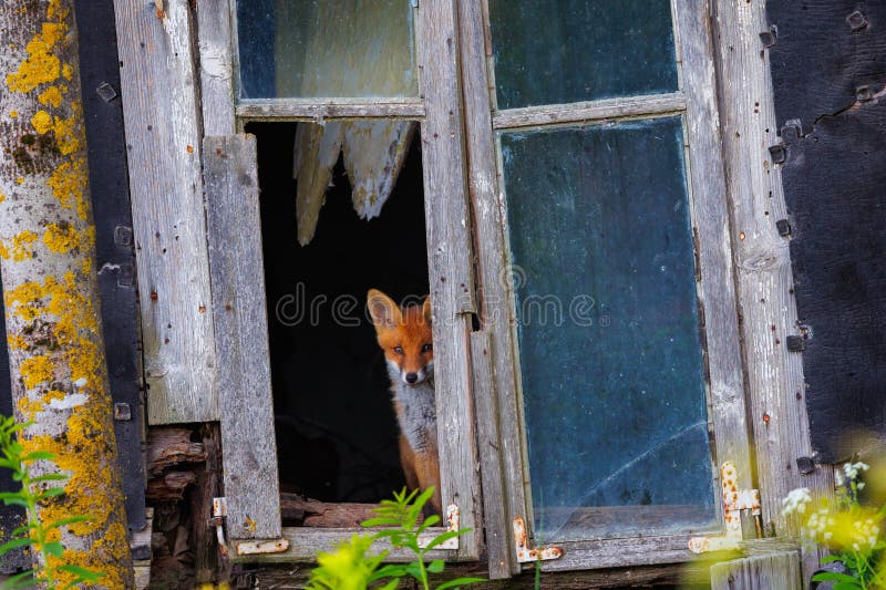 Curious little cub of red fox - vulpes vulpes staring into the camera through the window of an old abandoned house