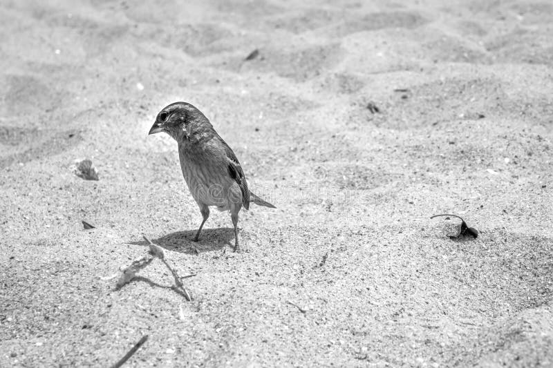 Curious little sparrow looking for food on the beach royalty free stock image
