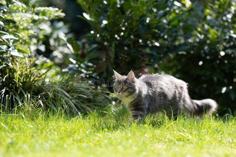 Curious Maine Coon Cat in Sunny Garden Stock Image - Image of move ...