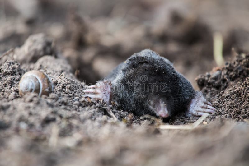 A Curious Mole Sticking His Nose Out In The Light In Garden.