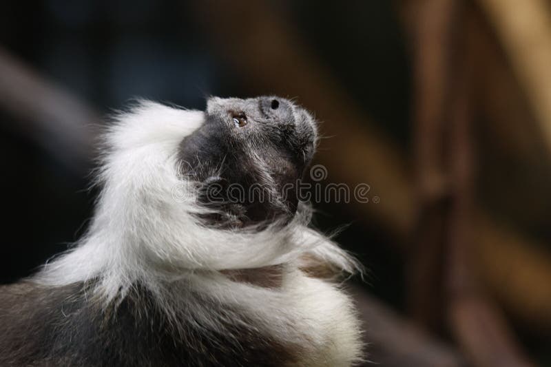 Curious Monkey with a Black and White Fur Coat Stock Photo - Image of ...