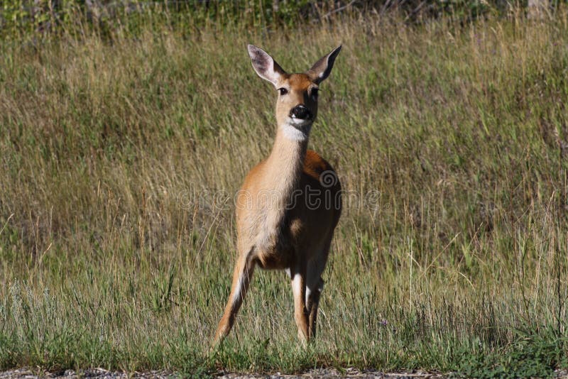 Curious Mule Deer