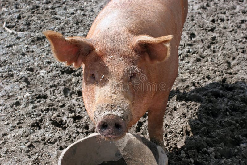 Babe Pig Stock Photos - Free & Royalty-Free Stock Photos from Dreamstime