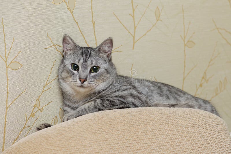 Curious playing cat, cat playing, funny crazy cat, domestic young cat, young playing cat in nice natural background with the space royalty free stock photography