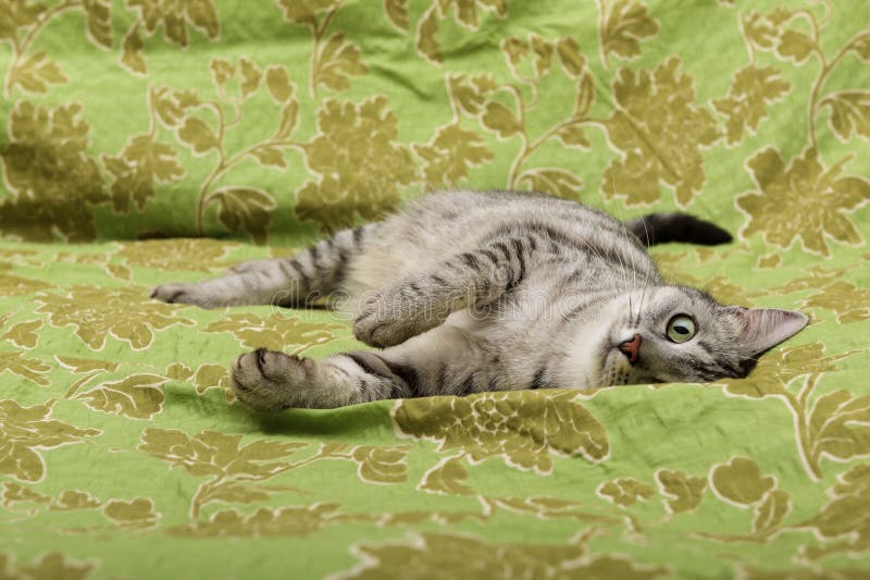 Curious playing cat, cat playing, funny crazy cat, domestic young cat, young playing cat in nice natural background with the space royalty free stock photos