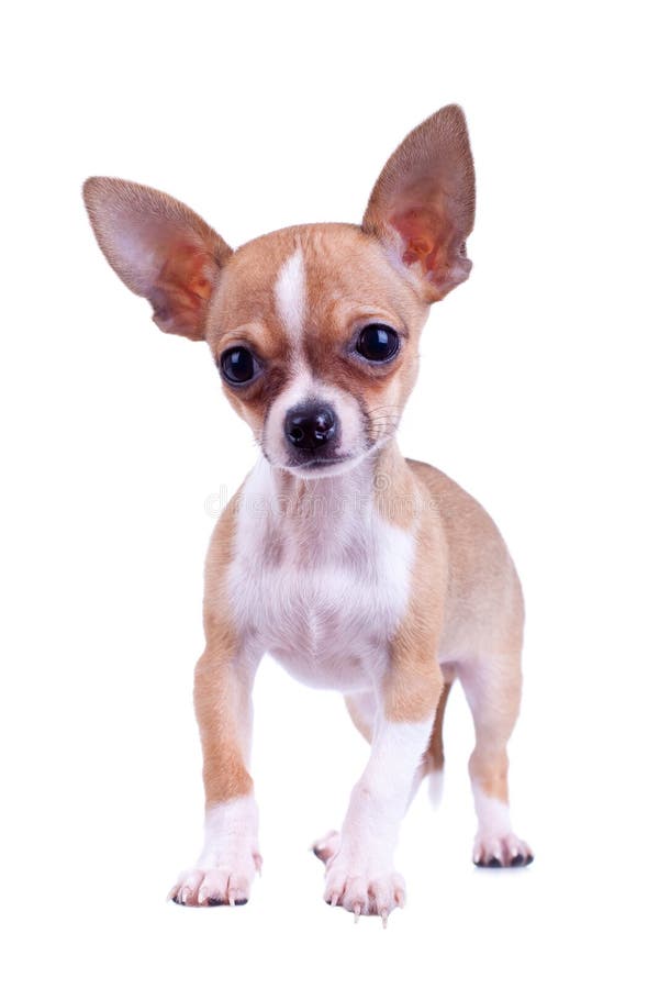 Curious puppy Chihuahua
