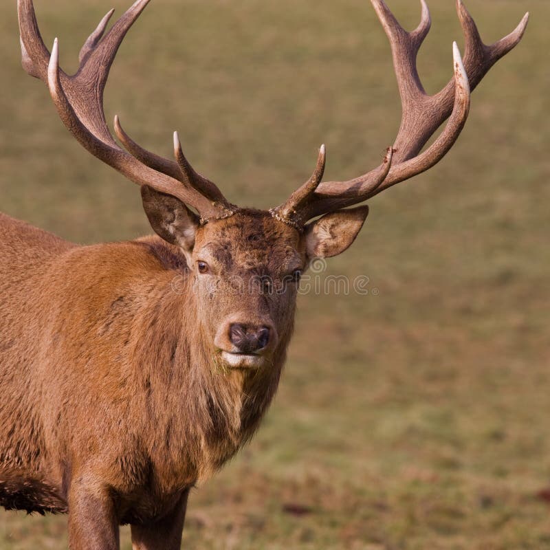 Curious Red Deer Stag