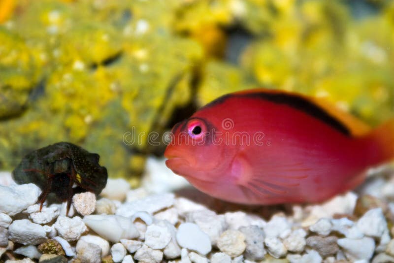 Curious Red Fish