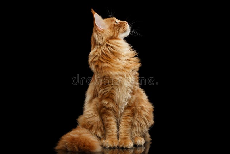 Curious Red Maine Coon Cat Looking up Isolated on Black