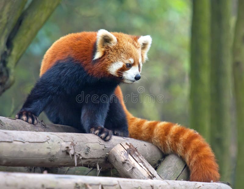 144+ Thousand Cute Panda Royalty-Free Images, Stock Photos & Pictures
