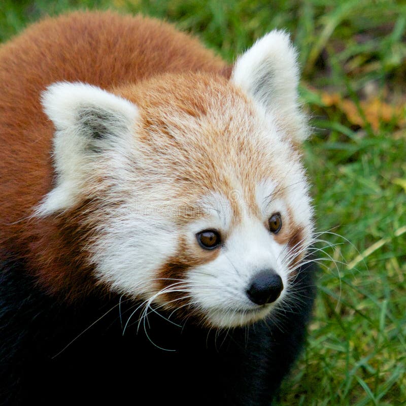 1,420 Curious Panda Stock Photos - Free & Royalty-Free Stock Photos ...