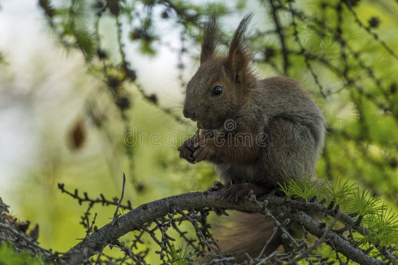 Curious red squirrel.