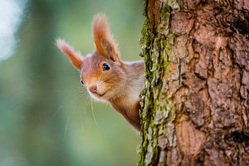 Curious red squirrel peeking behind the tree trunk stock images