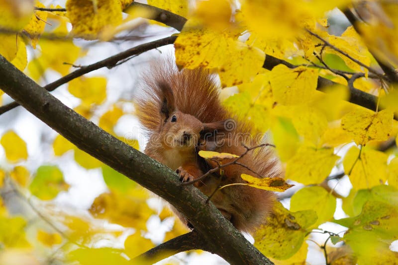 Curious red squirrel sits on a tree among the yellow leaves stock photo