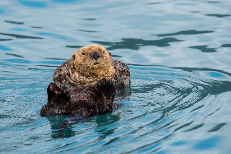 Curious Sea Otter- Whatchig and Relaxing, Alaska Stock Image - Image of alaska, sorrounding: 147721303 Curious Sea Otter- Whatchig and Relaxing, Alaska Stock Image - Image of alaska, sorrounding: 147721303