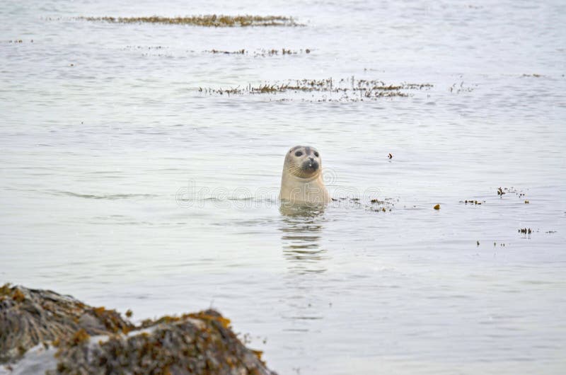 Curious Seal. West Coast Beach Iceland Stock Photo Image of curious