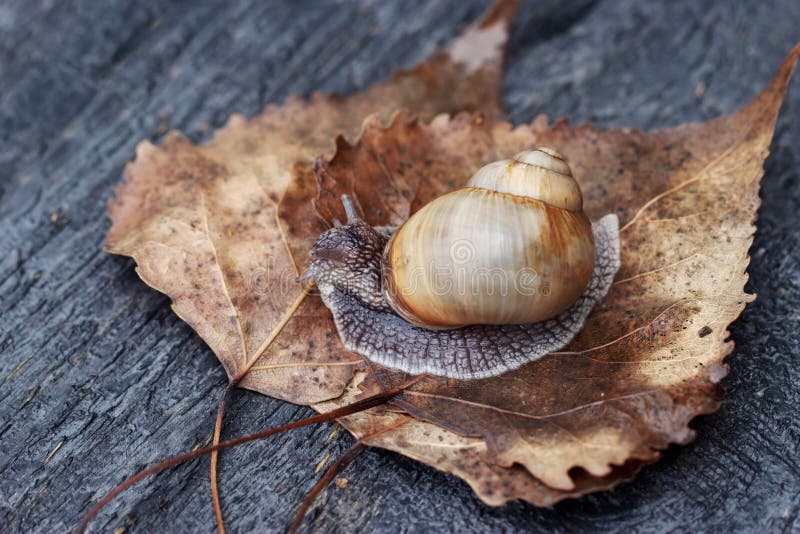 Snail in the garden stock image. Image of environment 100095547