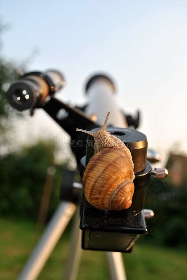Curious Snail on the Telescope Stock Photo Image of snail, look 15463938