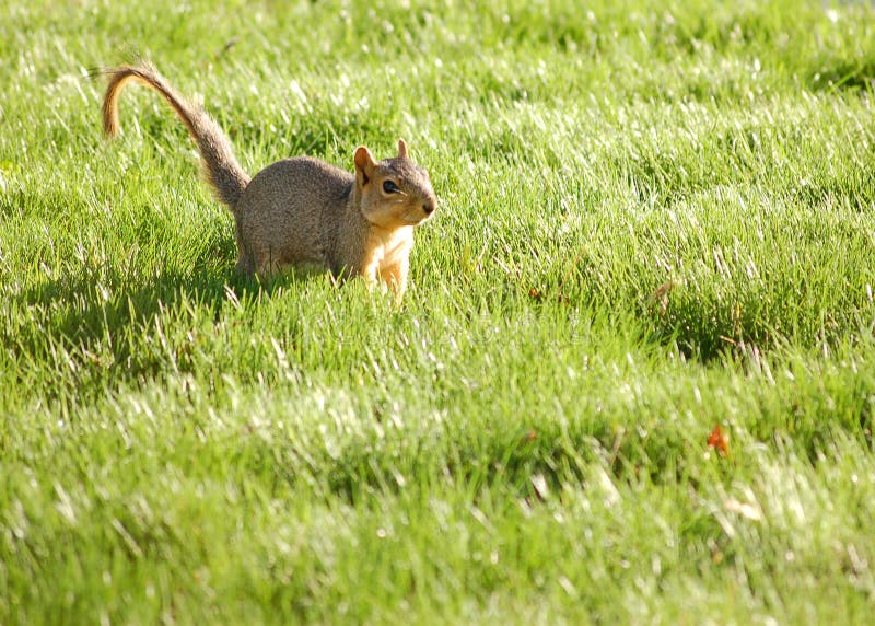 Curious Squirrel