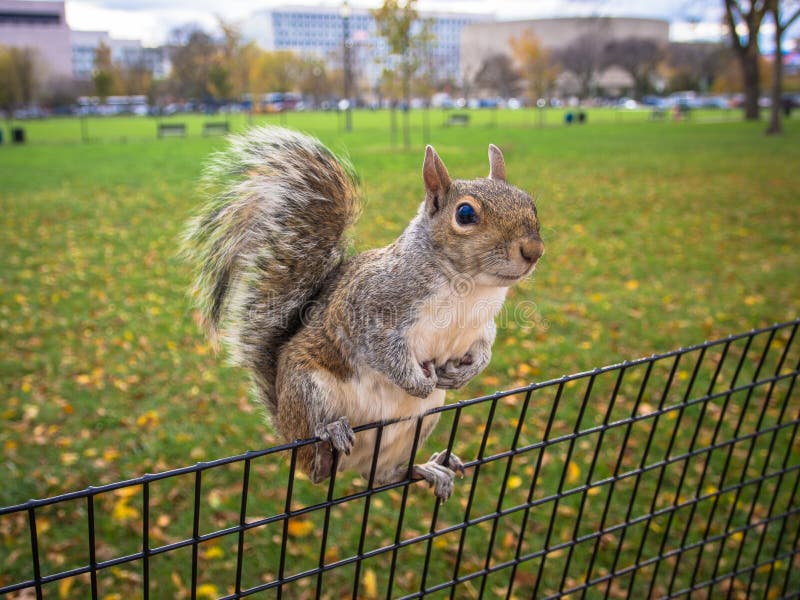 Squirrel on a Fence stock image. Image of nuts, balance 28440115