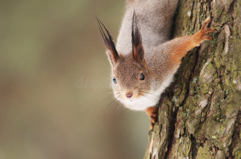 Curious squirrel