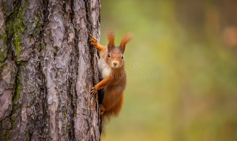 Curious squirrel on a tree bark in autumn colors