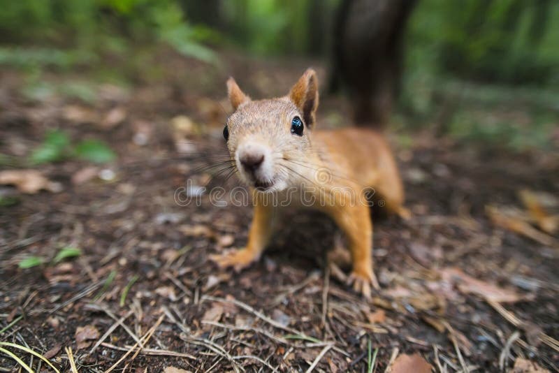 Curious squirrel