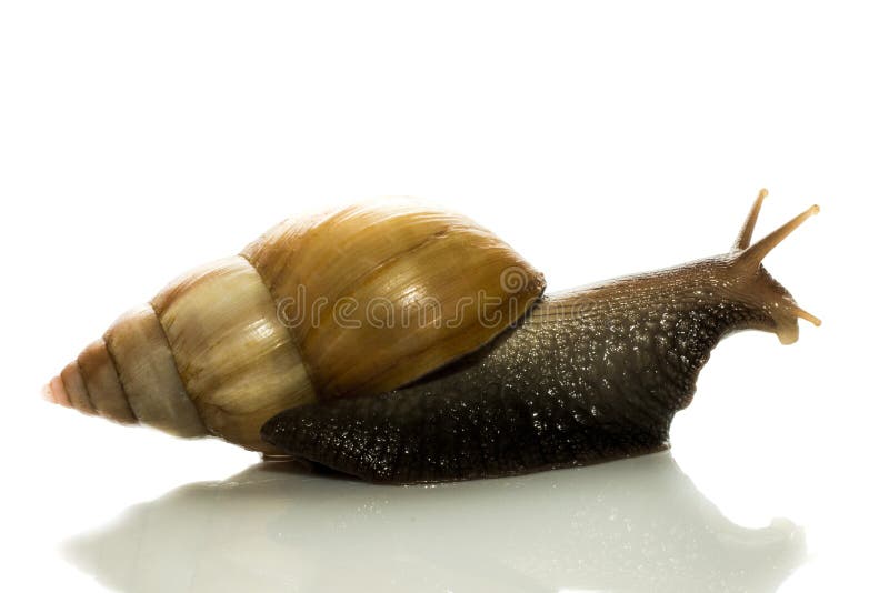 Curious tree snail peeps out from behind cover on a white background