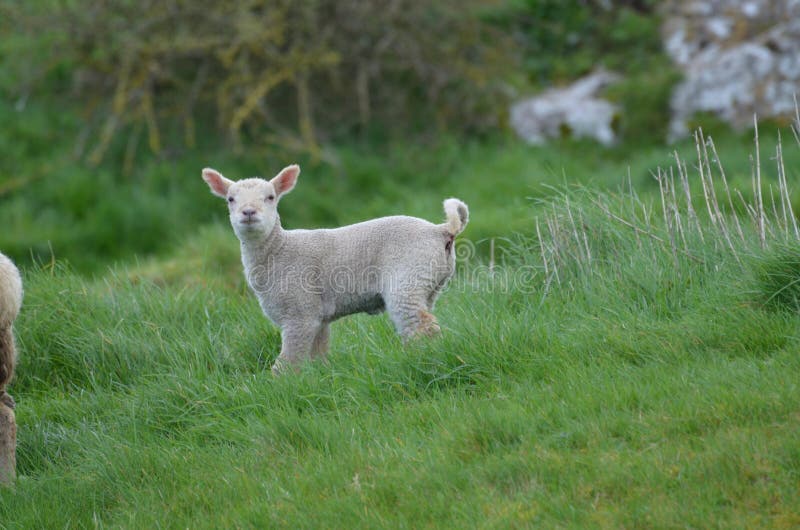 Curious White Sheep In A Field In ireland