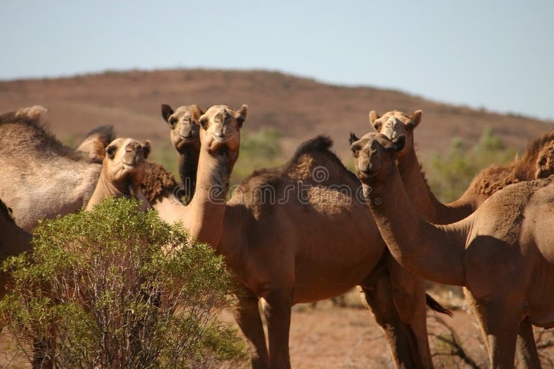 Curious wild camels