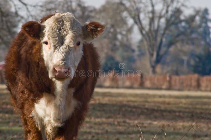 A young white and brown cow posed in front of a rural background. A young white and brown cow posed in front of a rural background.