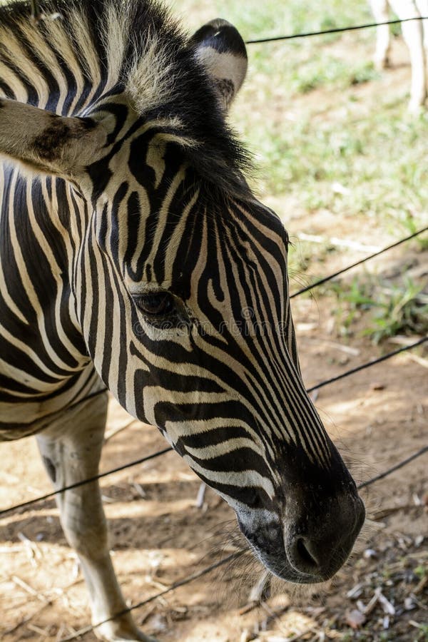 Curious Zebra in the Zoo in Salvador, Bahia, Brazil. Zebras are Mammals that  Belong To the Horse Family, the Equines, Native To Stock Photo - Image of  animal, close: 230021888