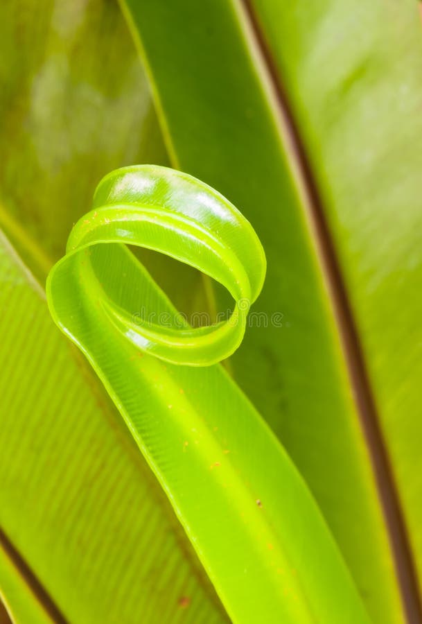 The Curl of Nature