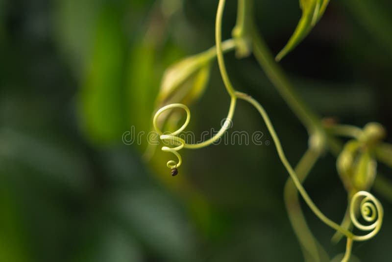 Curl on the plant. Slovakia