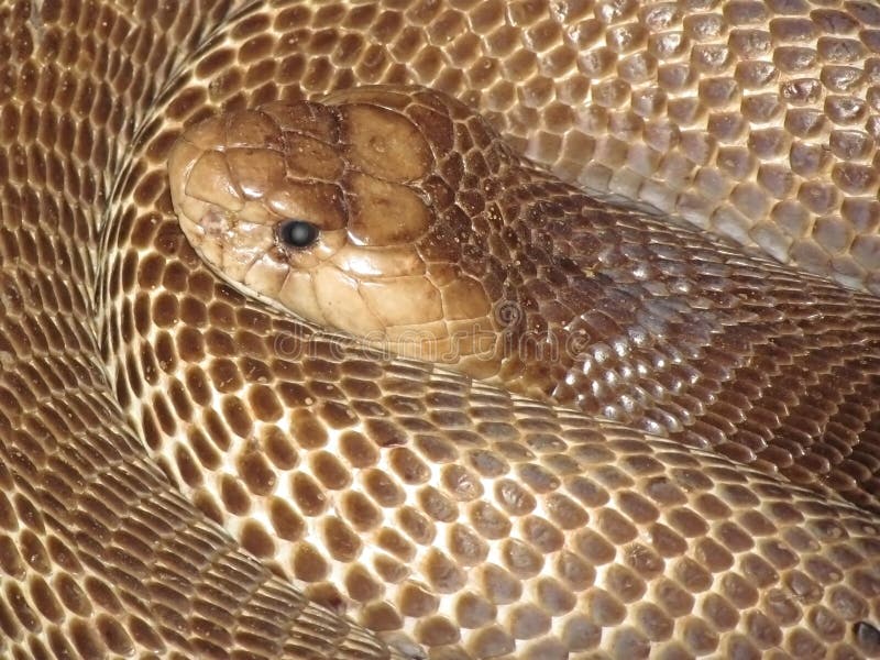 Curled cobra snake closeup