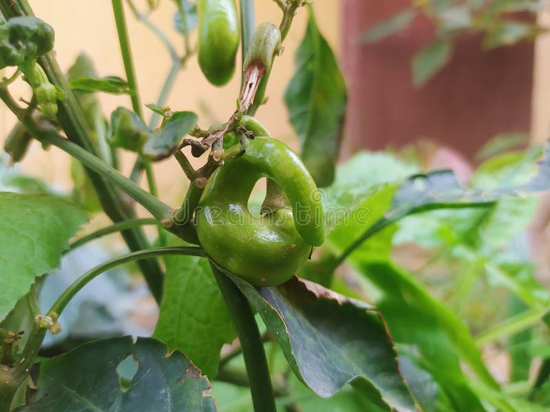 Curled Green Pepper on the Tree Stock Photo Image of leaf, fruit