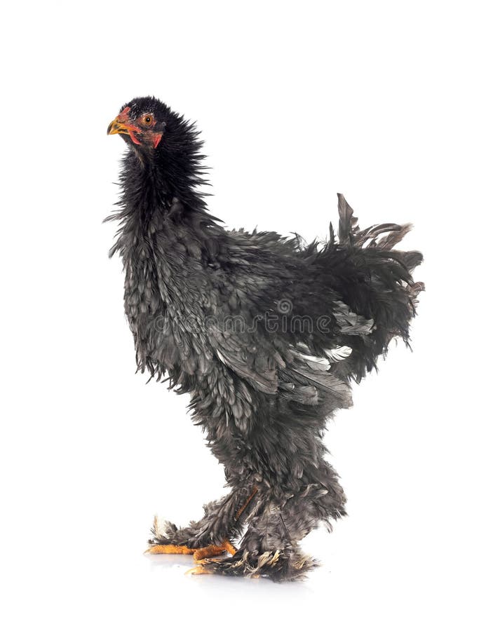 2,161 Brahma Chickens Royalty-Free Images, Stock Photos & Pictures