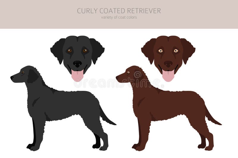 retriever curly