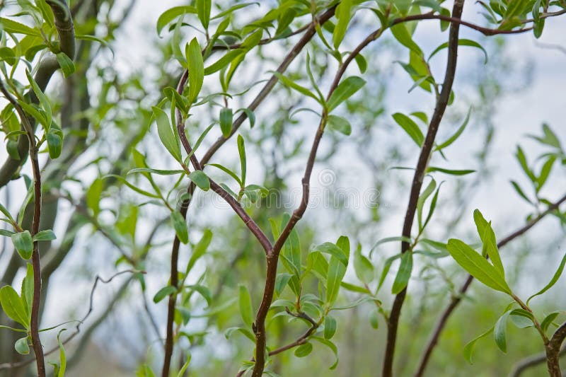 Curly Willow Branches for Arrangements - Long Stem Natural