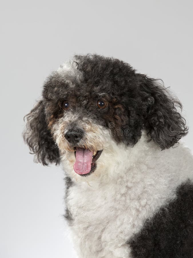 Curly Haired Dog In A Studio Stock Image Image Of Closeup